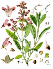 Salvia officinalis wiki.jpg